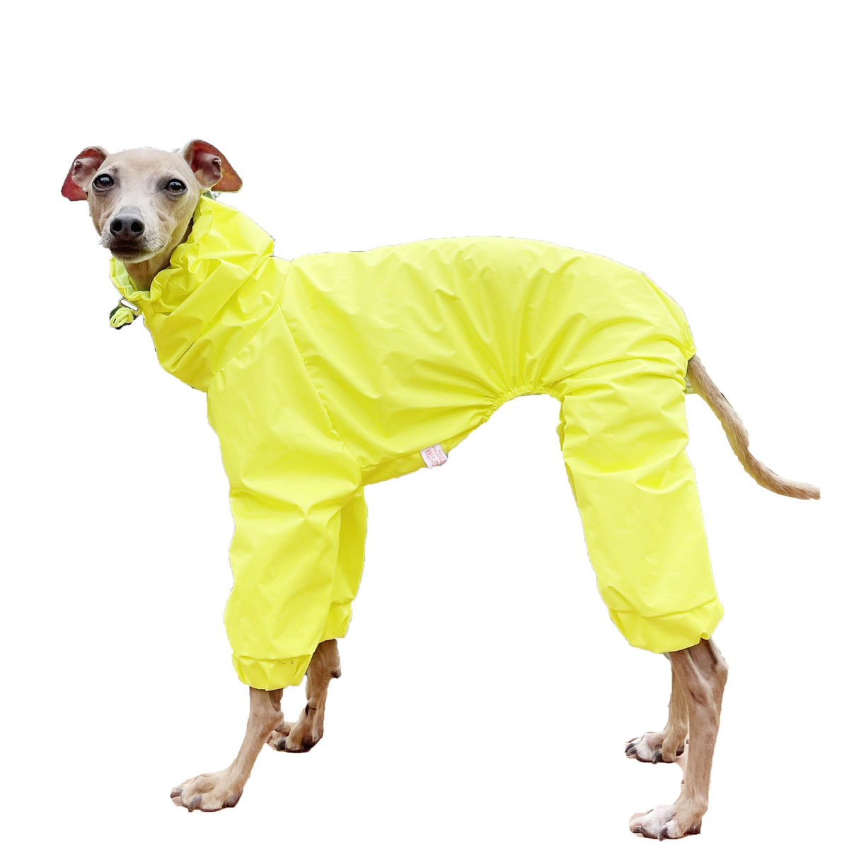 D Doggy Star Italian Greyhound Raincoat Waterproof Jacket Windbreaker Clothes Whippet for Dog (2XL / Raincoat Yellow)