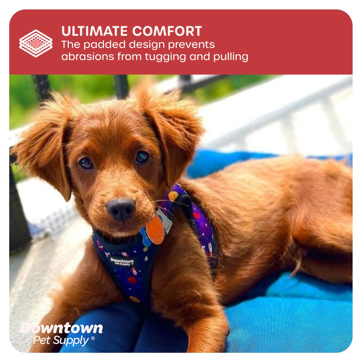 Step in Dog Harness (Small / Space)