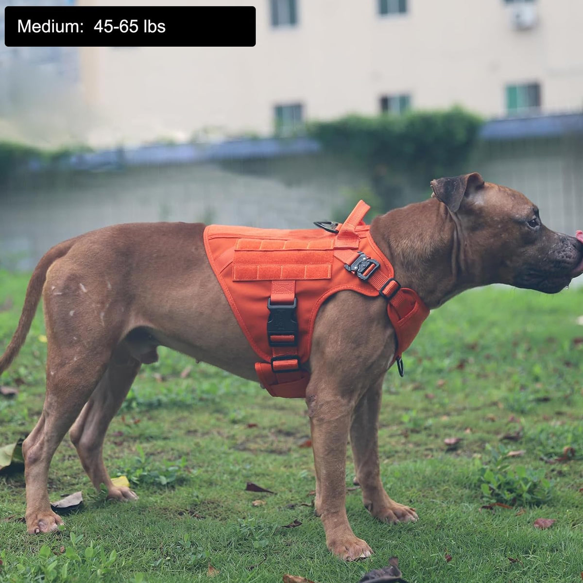 Tactical Dog Harness for Medium Dogs (Medium (Pack of 1) / Orange)