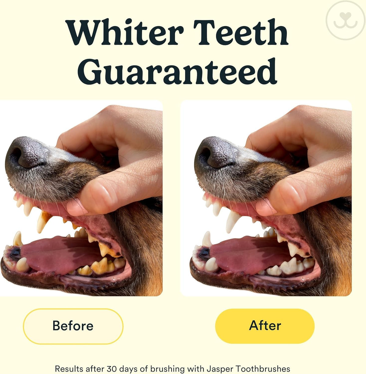 Dog Toothbrush (Clear (4-pack))