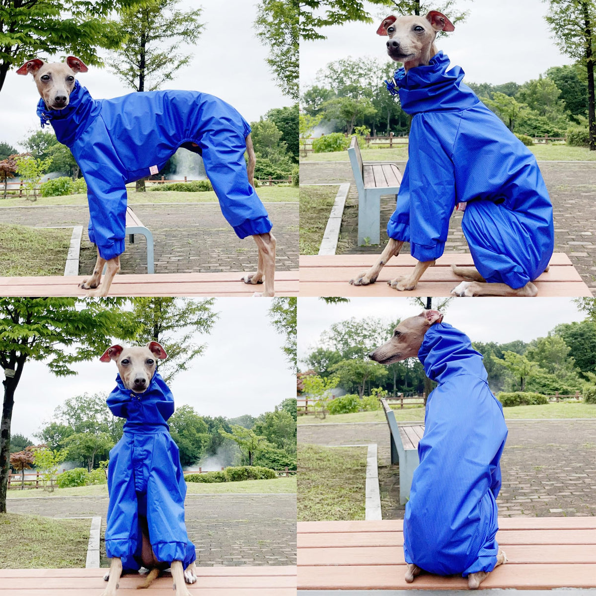 D Doggy Star Italian Greyhound Raincoat Waterproof Jacket Windbreaker Clothes Whippet for Dog (L / Raincoat Blue)