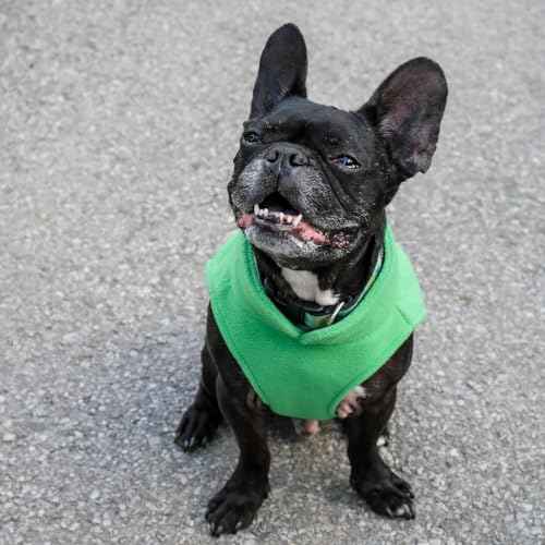 Dog Fleece Vest Sweater with Leash Ring (XL (17-25lbs) / Green)