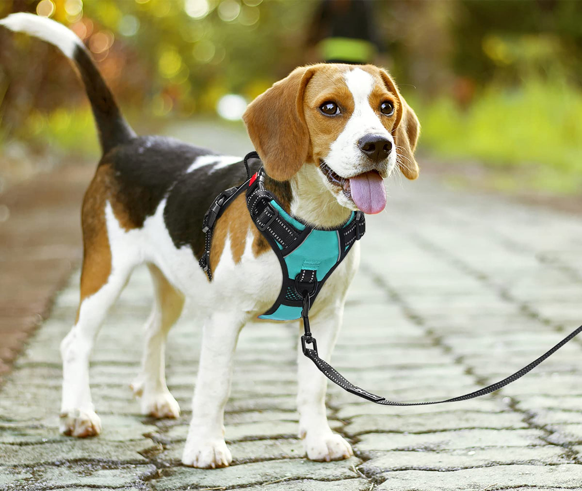 No Pull Dog Harness Medium with Front Clip & Neck Release Buckle (Medium / Mint Blue)