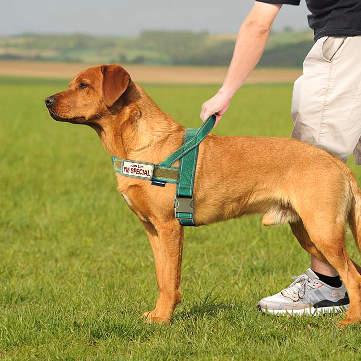 No Pull Dog Harness with Soft Padded Handle (XL / Green)