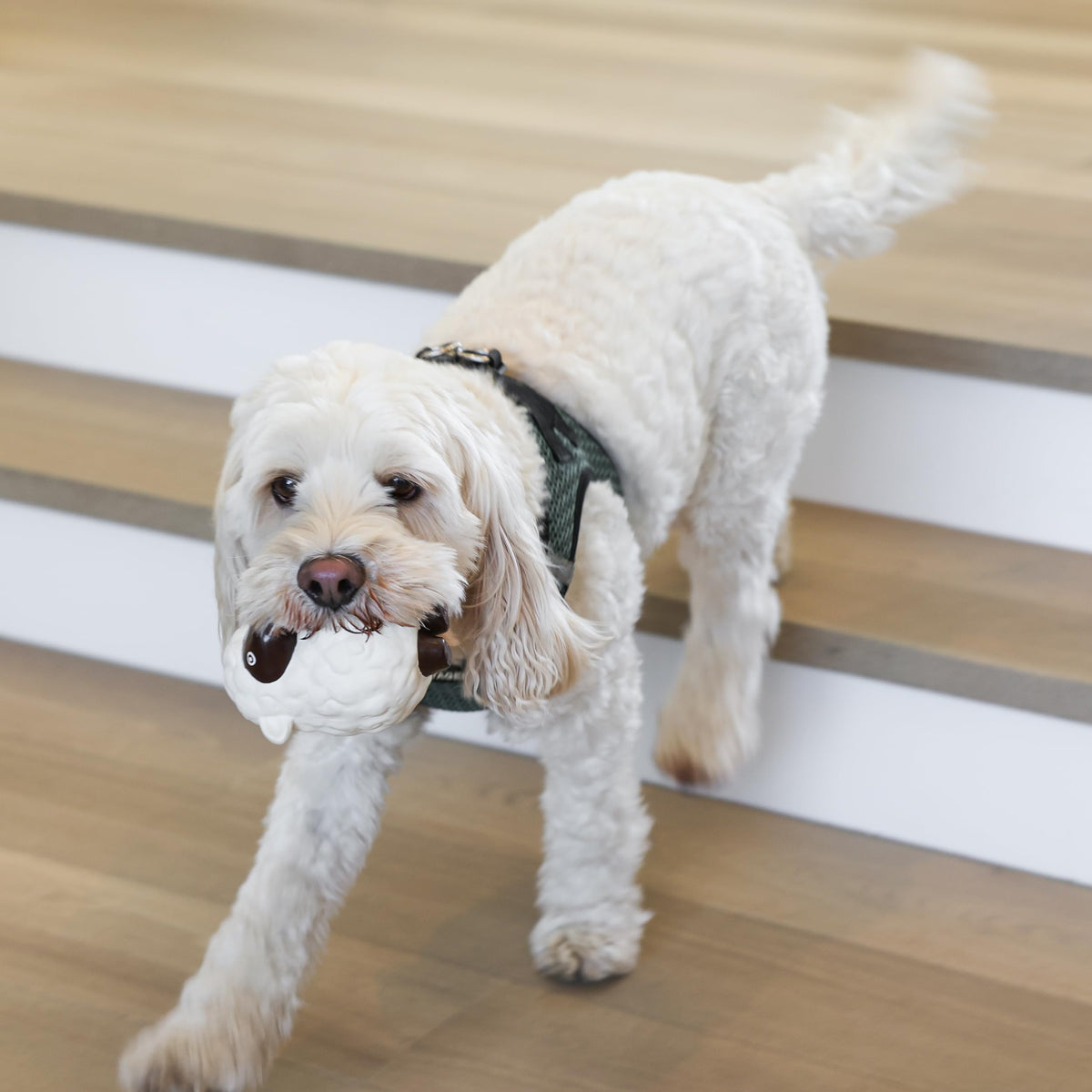 Puppy Chew Toys for Teething