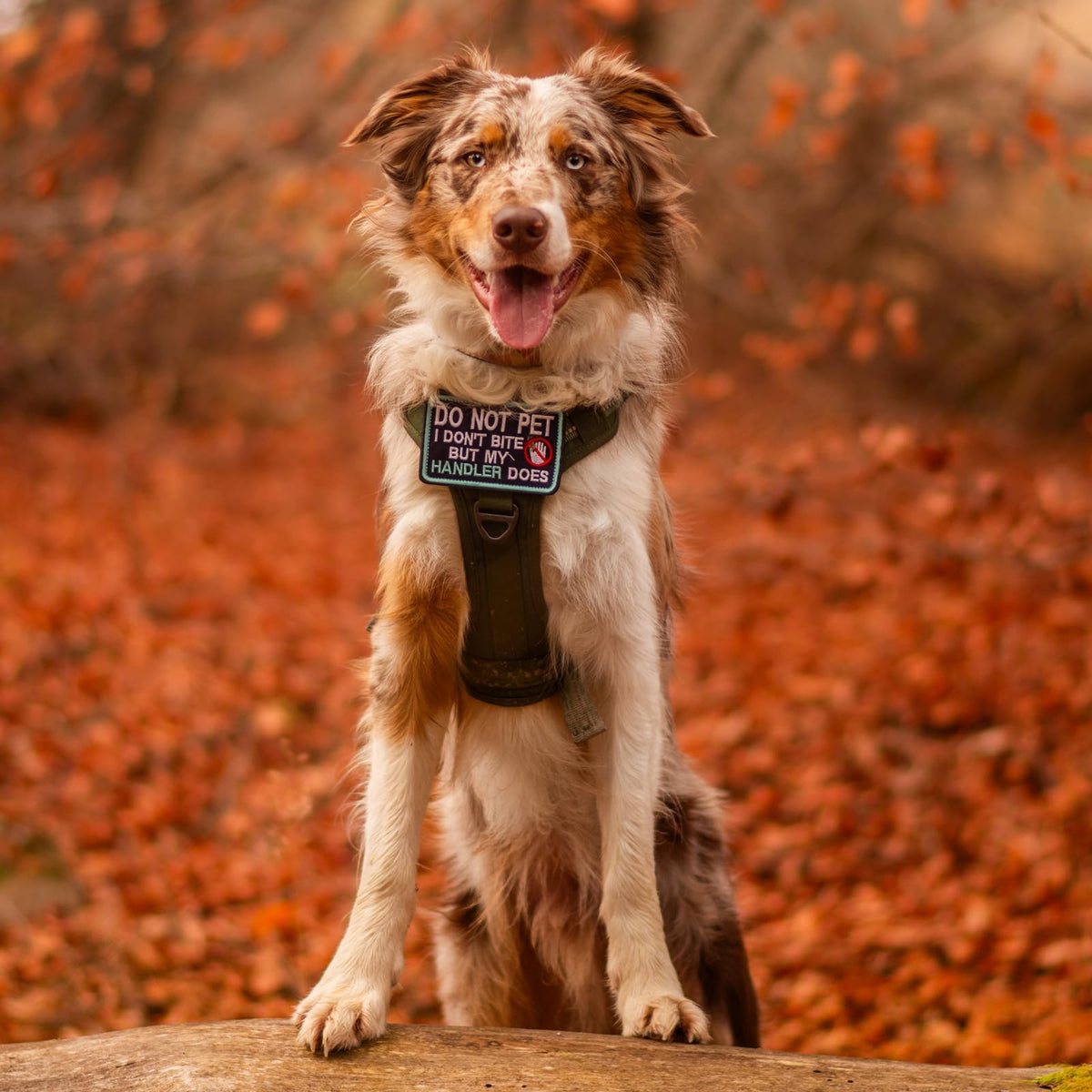 Tactical Dog Harness Medium Sized (M(chest:20.1"-33.9",neck:17.7"-22.3",back:7.5") / Orange)