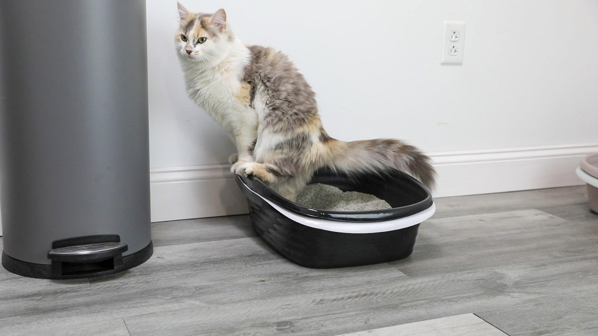 Arm and Hammer Large Sifting Cat Litter Box with Microban (Large / Sifting)