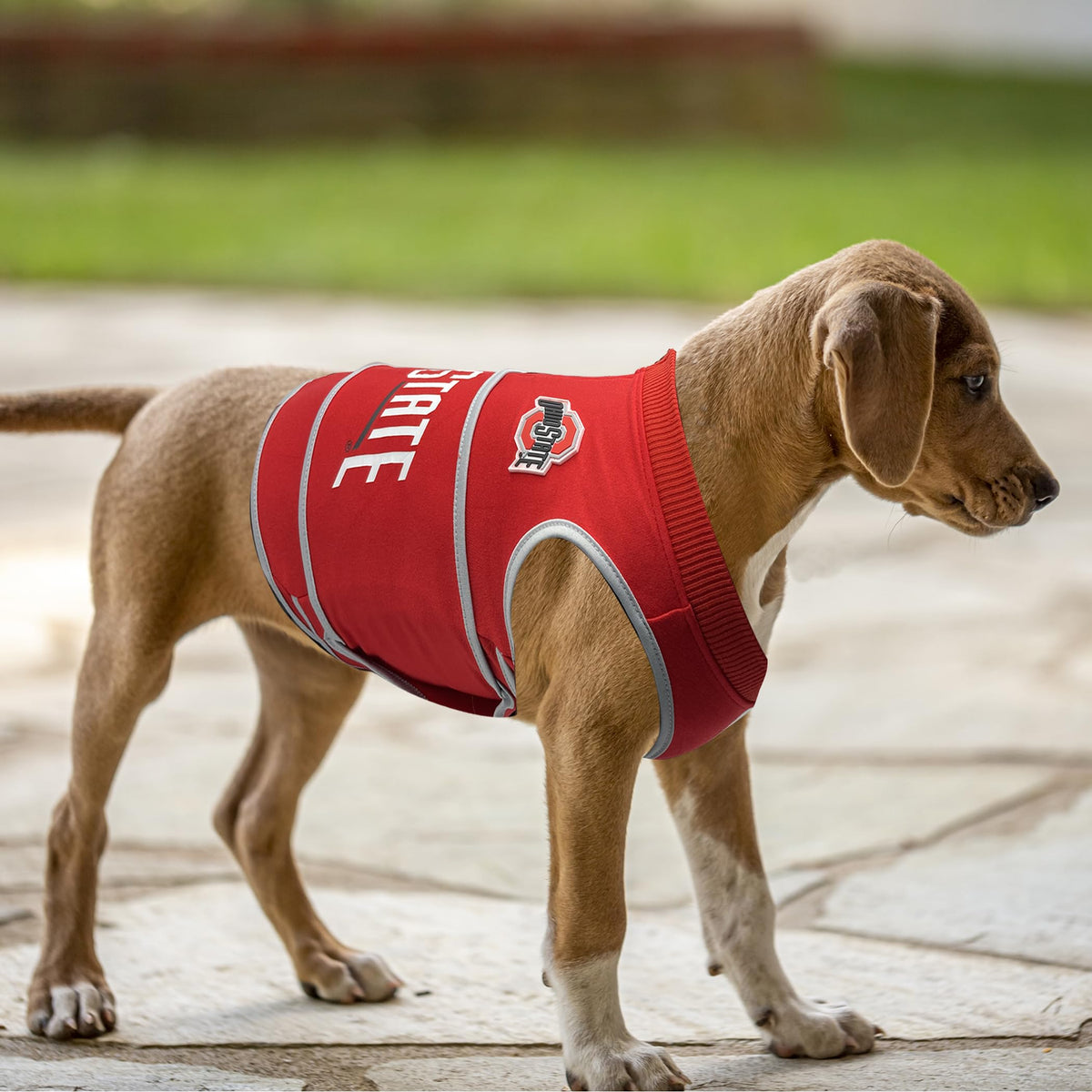 NCAA Ohio State Buckeyes Dog Anxiety Shirt Calming Soothing Vest (Extra Small / Ohio State Buckeyes)
