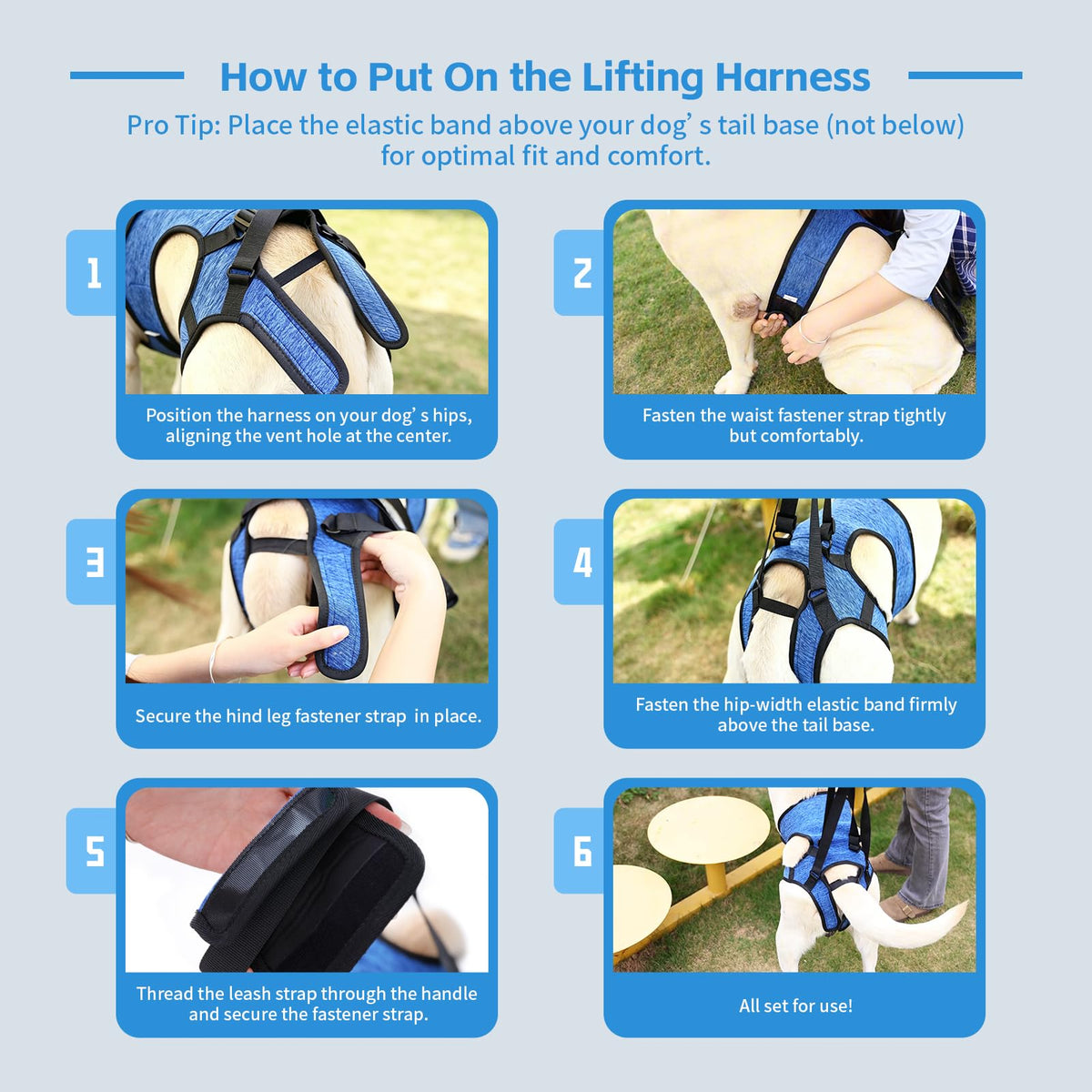 Dog Lift Harness (Blue / M(Waist:18-21",Weight:28-39lb))
