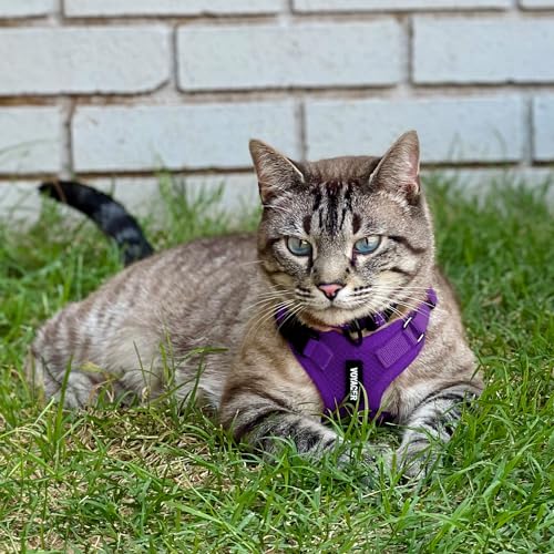Voyager Step in Lock Cat Harness & Leash Set (Purple / XXXS (Chest: 10.5 - 13"))