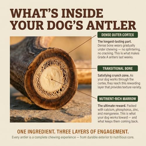 Deer Antler Dog Chew (Medium (Dogs 25-45 lbs))