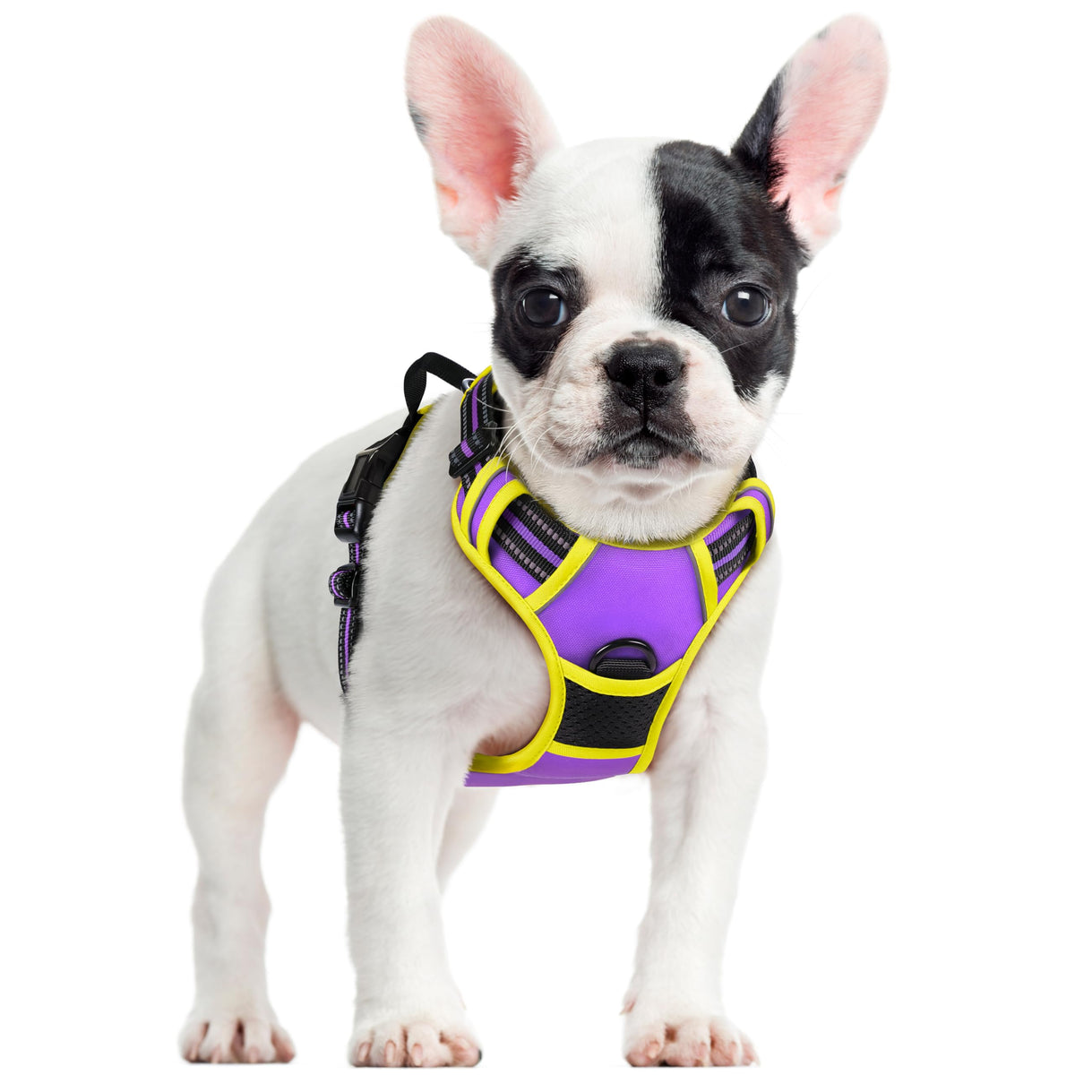 Dog Harness No Pull for Small Dogs with 2 Leash Clips (Purple & Yellow / Small)