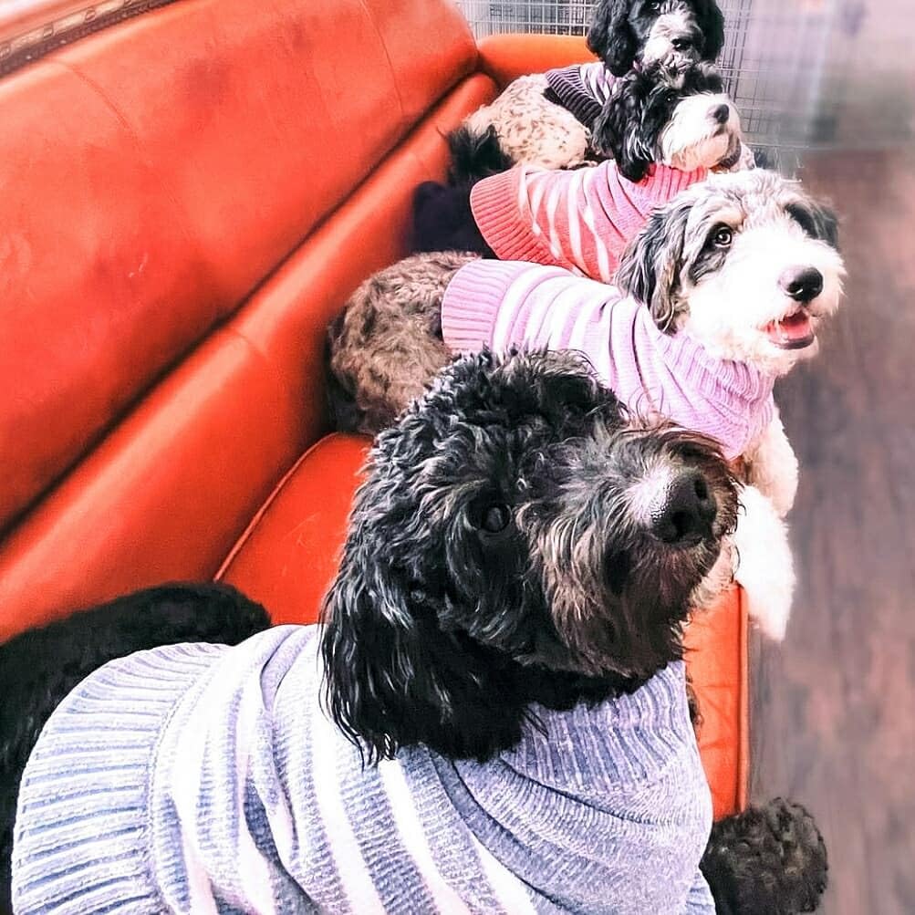 Cozy Soft Chenille Classy Striped Dog Sweater in Dusty Rose (18 inch / Dusty Rose)