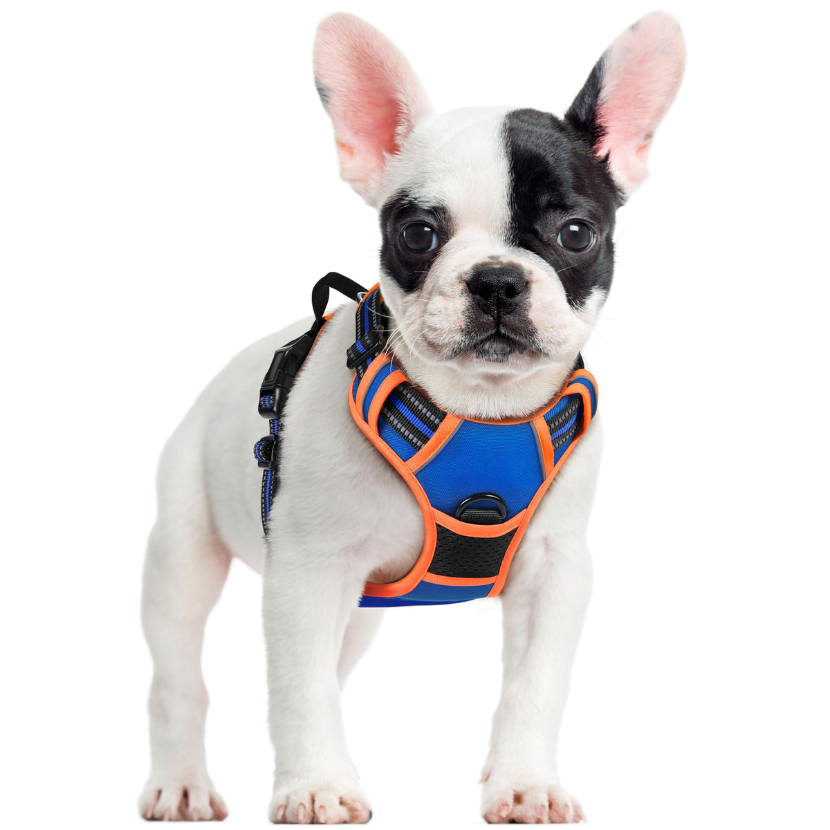 Dog Harness No Pull for Small Dogs with 2 Leash Clips (Small / Blue & Orange)