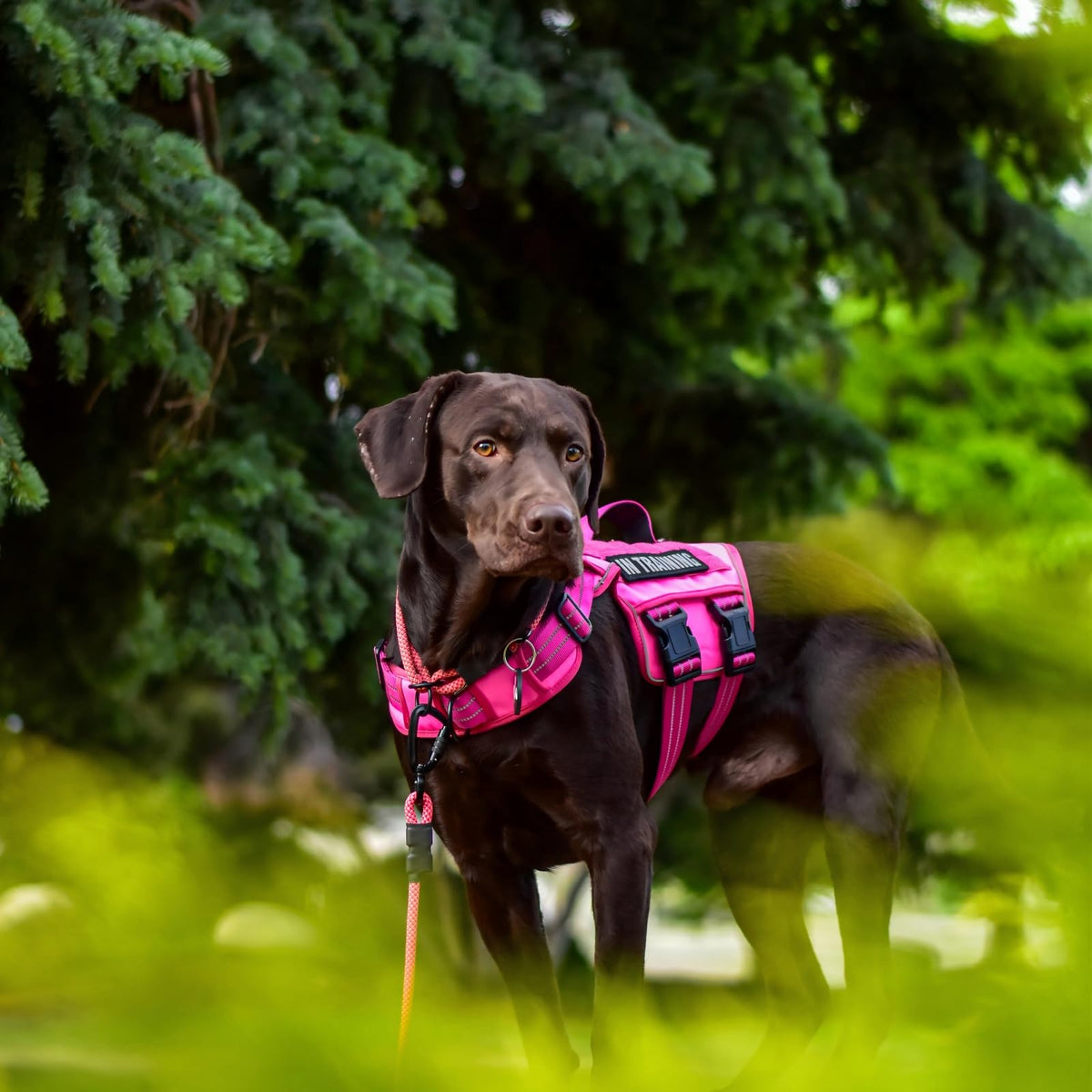 Dog Harness for Large Dogs (Pink / L(Neck:18-24",Chest:25-36"),45-80 lbs)