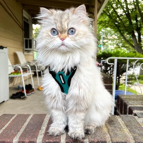 Voyager Step in Lock Cat Harness & Leash Set (Turquoise/Black Trim / XXS (Chest: 11.5 - 14"))