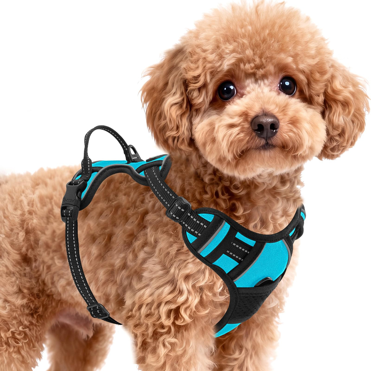 Dog Harness for Small Sized Dog No Pull 2 Leash Clips Dog Vest (Blue / X-Small)