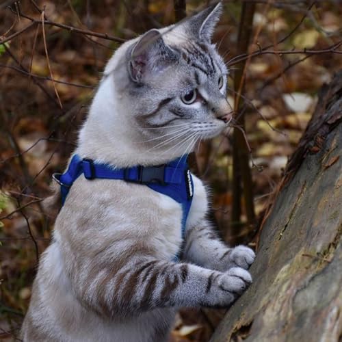Voyager Step in Lock Cat Harness & Leash Set (Royal Blue / S (Chest: 15 - 18"))