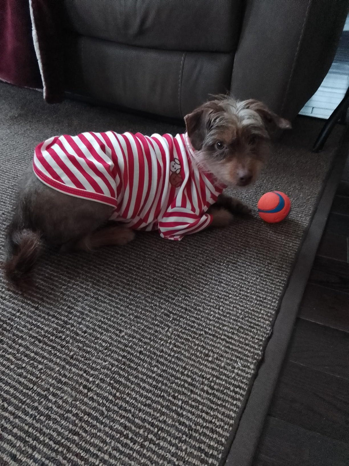 Turtleneck Dog Shirt Cute Doggie Embroidery Super Soft Dog Sweatshirt Stretchy Striped Puppy Pullover for Cats Small Medium Large Dogs (Red Striped / X-Small)