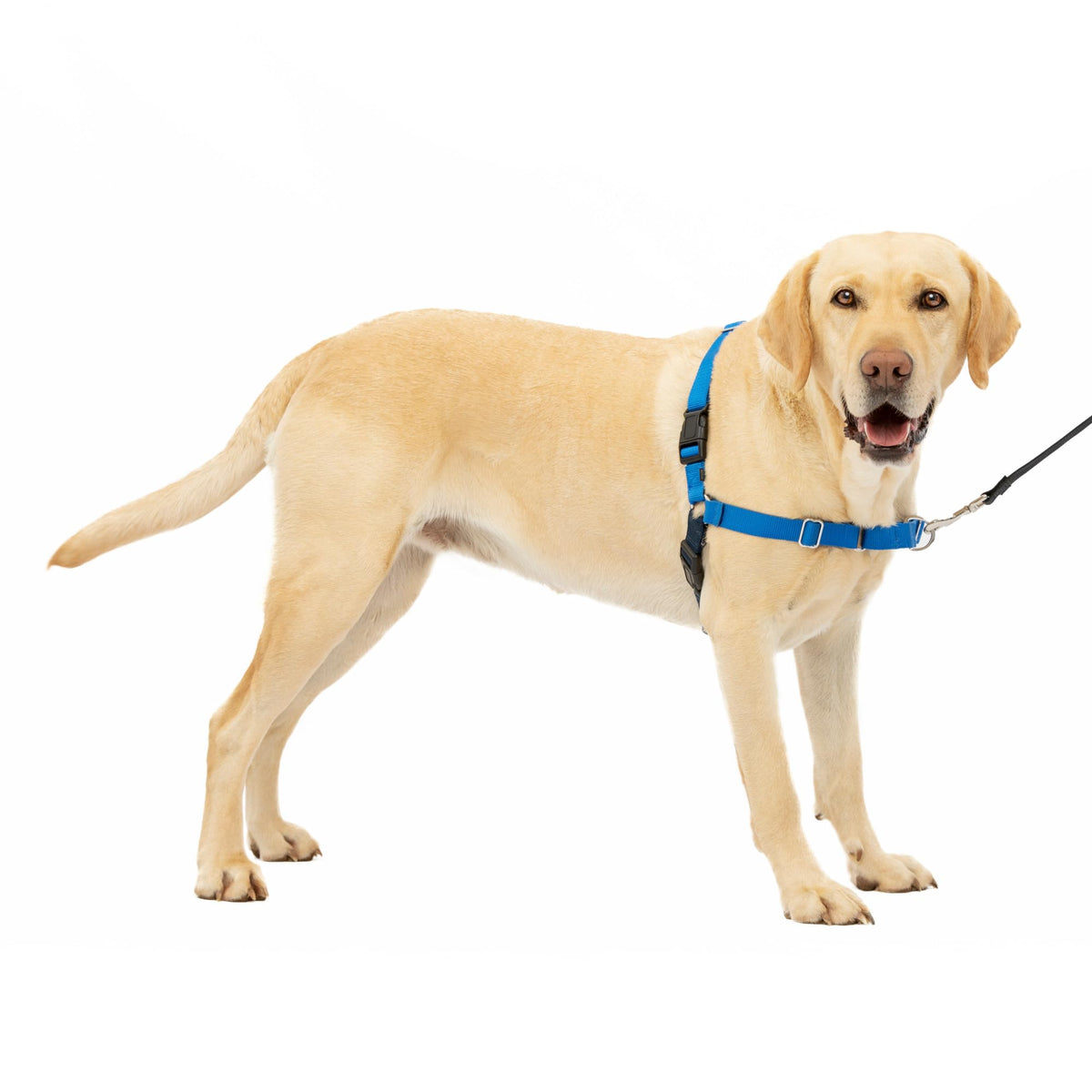 Easy Walk Harness (Large / Royal Blue/Navy)