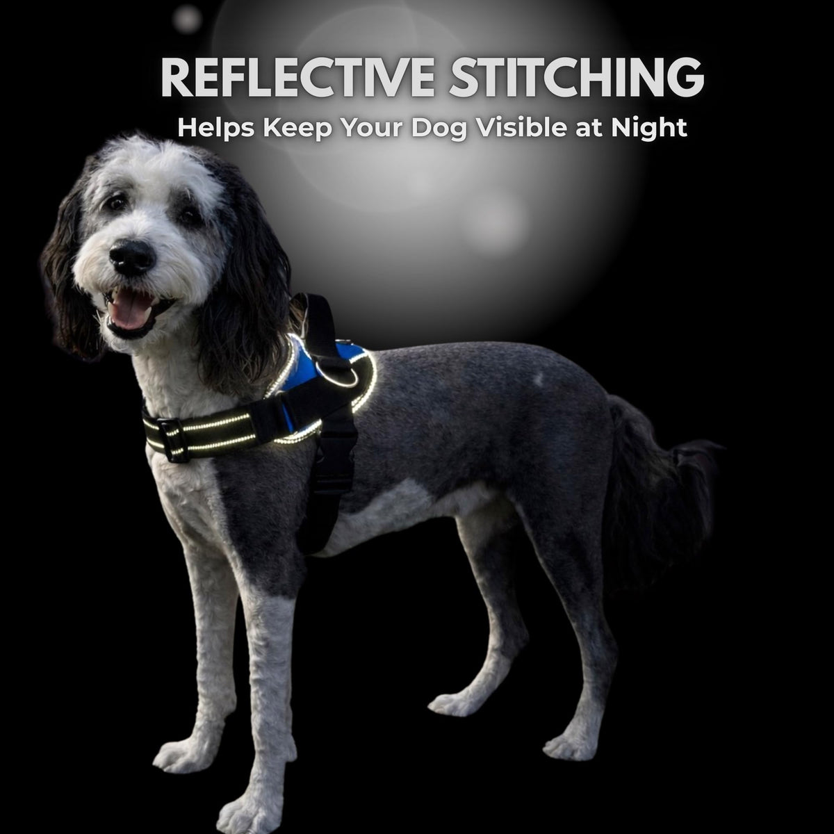 Essential Dog Harness (Seafoam / XS)
