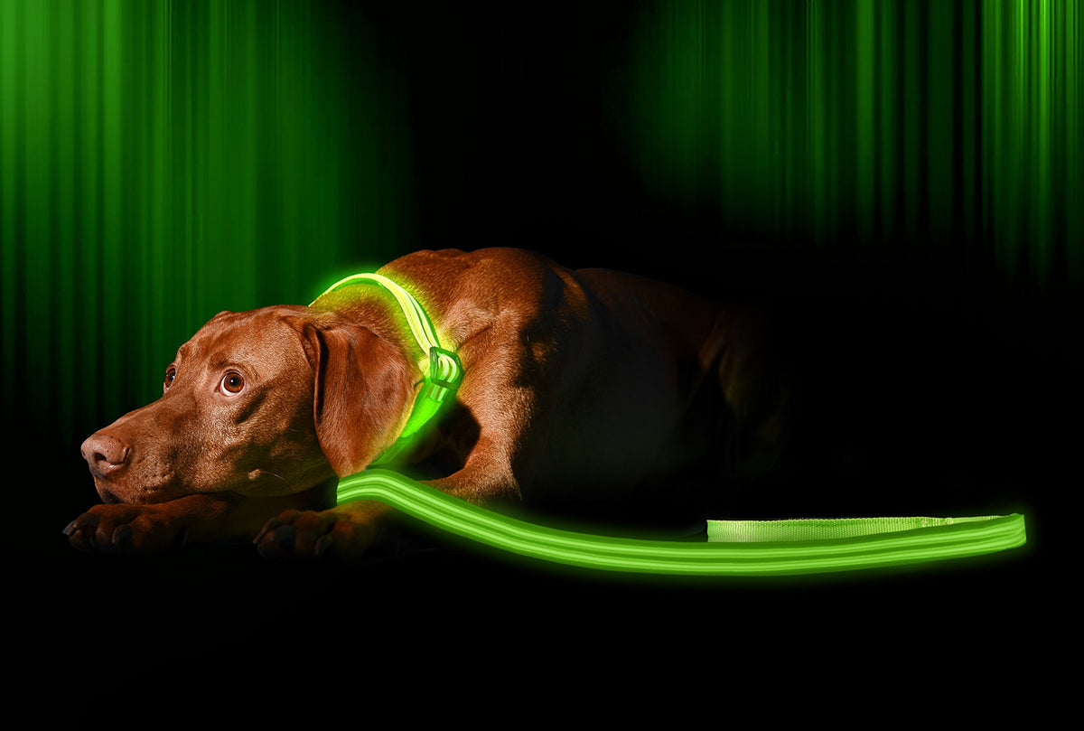 LED Light Up Dog Leash (4 Feet / Neon Green)