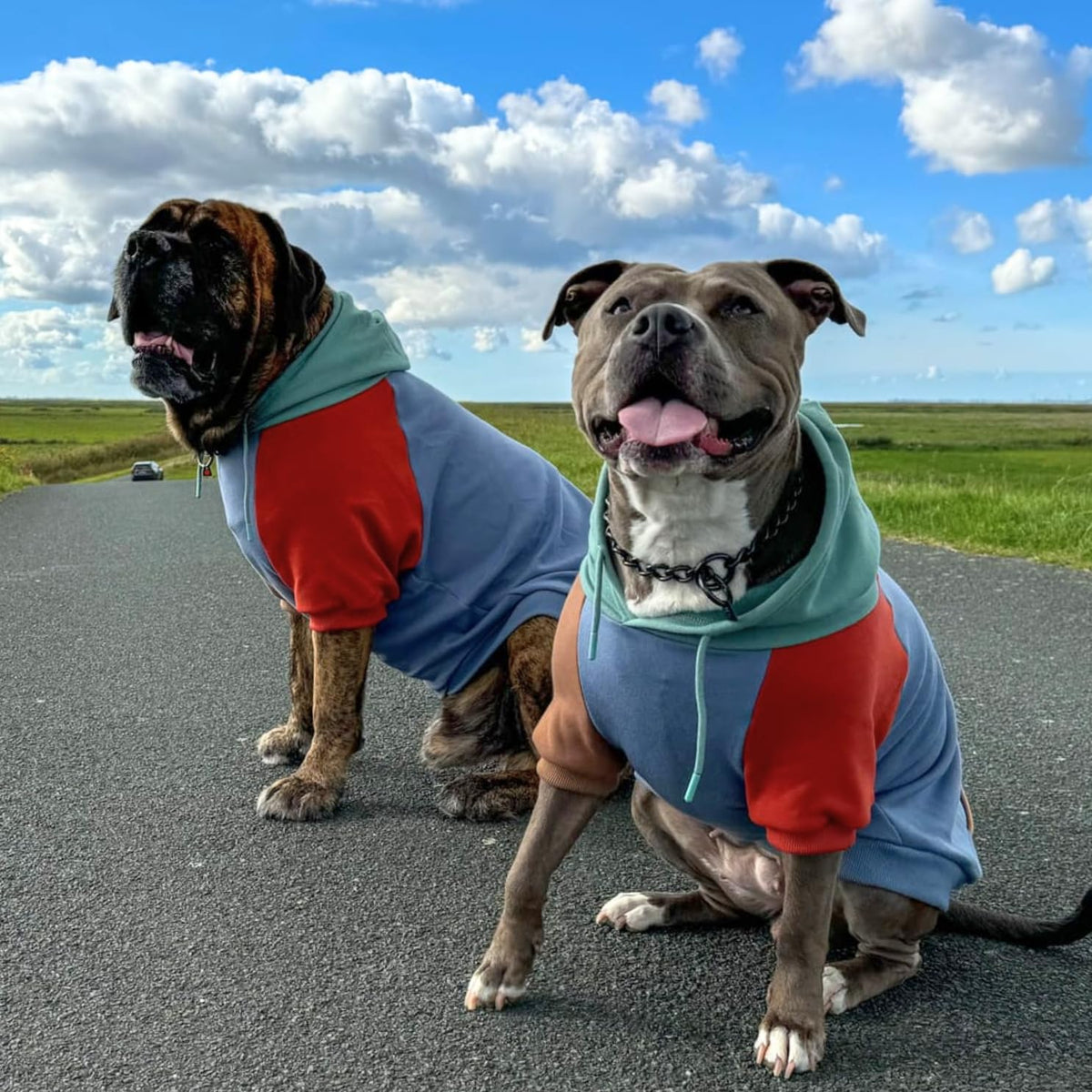 Dog Hoodie Buttery (Alpine / 3XL)