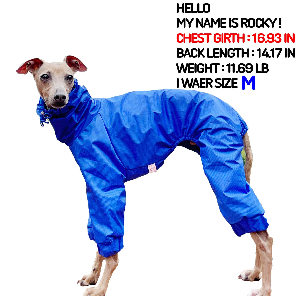 D Doggy Star Italian Greyhound Raincoat Waterproof Jacket Windbreaker Clothes Whippet for Dog (L / Raincoat Blue)