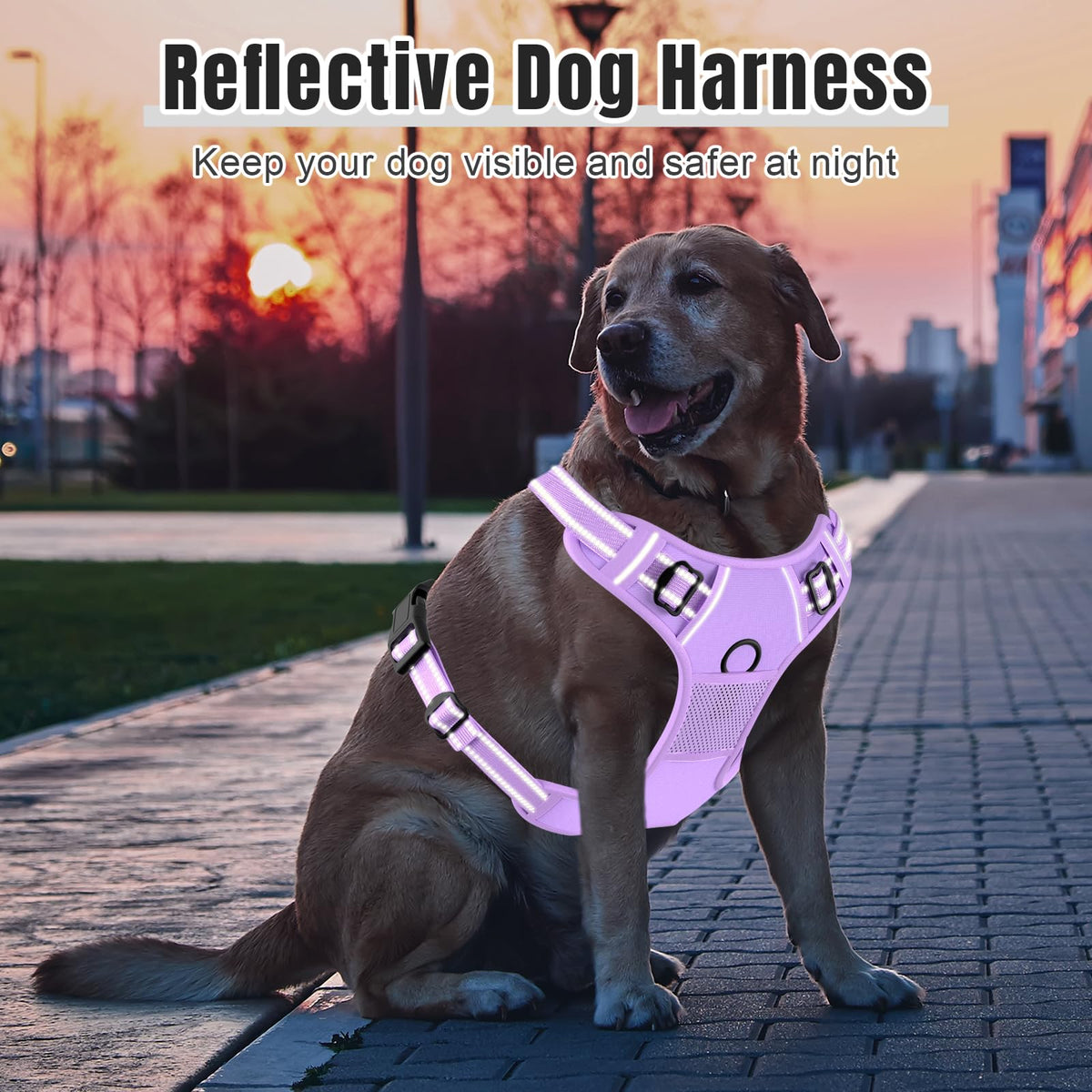 No Pull Dog Harness (Z-Purple / Medium)