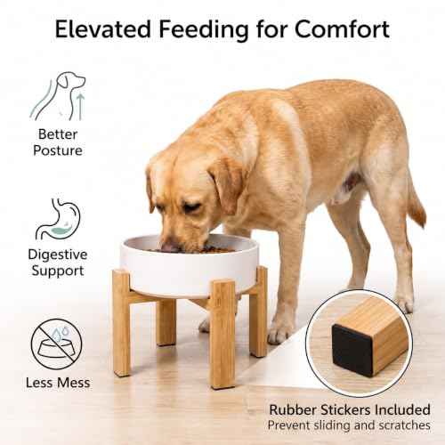 Elevated Ceramic Large Dog Bowl (Large / Green)
