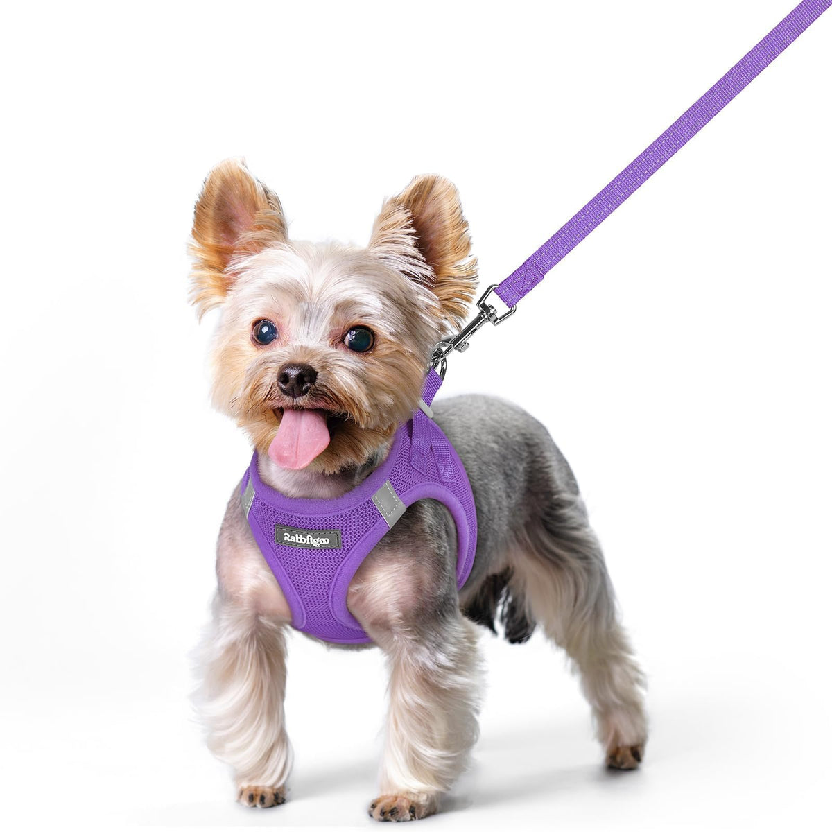 Dog Harness Small Sized and Leash Set (Purple / Xs (chest: 13.3 - 15.5"))