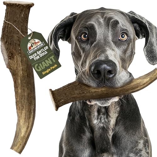 Deer Antler Dog Chew (Giant (Dogs 85+ lbs))