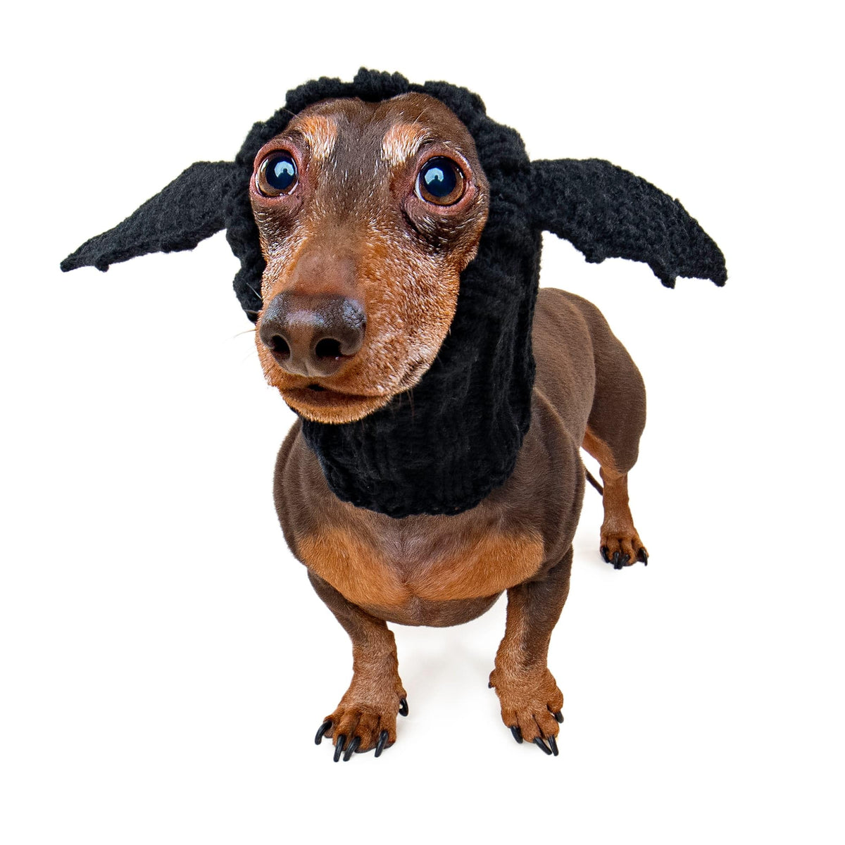 Bat Wing Dog Costume (Bat / Small)