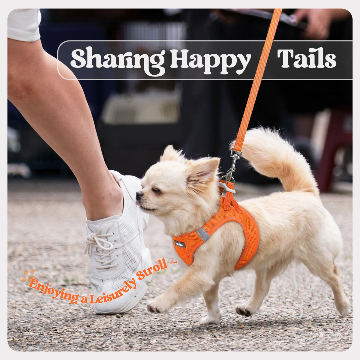 Dog Harness Medium Sized and Leash Set (Orange / L (chest: 18.2 - 20.5"))