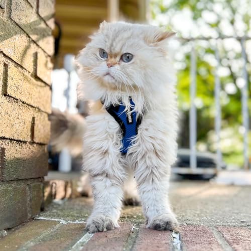 Voyager Step in Lock Cat Harness & Leash Set (Royal Blue/Black Trim / S (Chest: 15 - 18"))