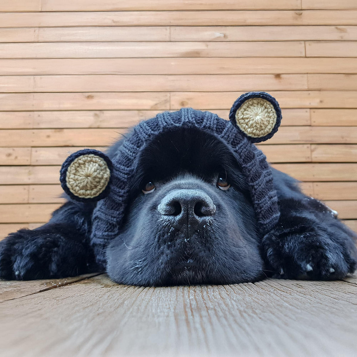 Black Bear Costume (Medium / Black Bear)
