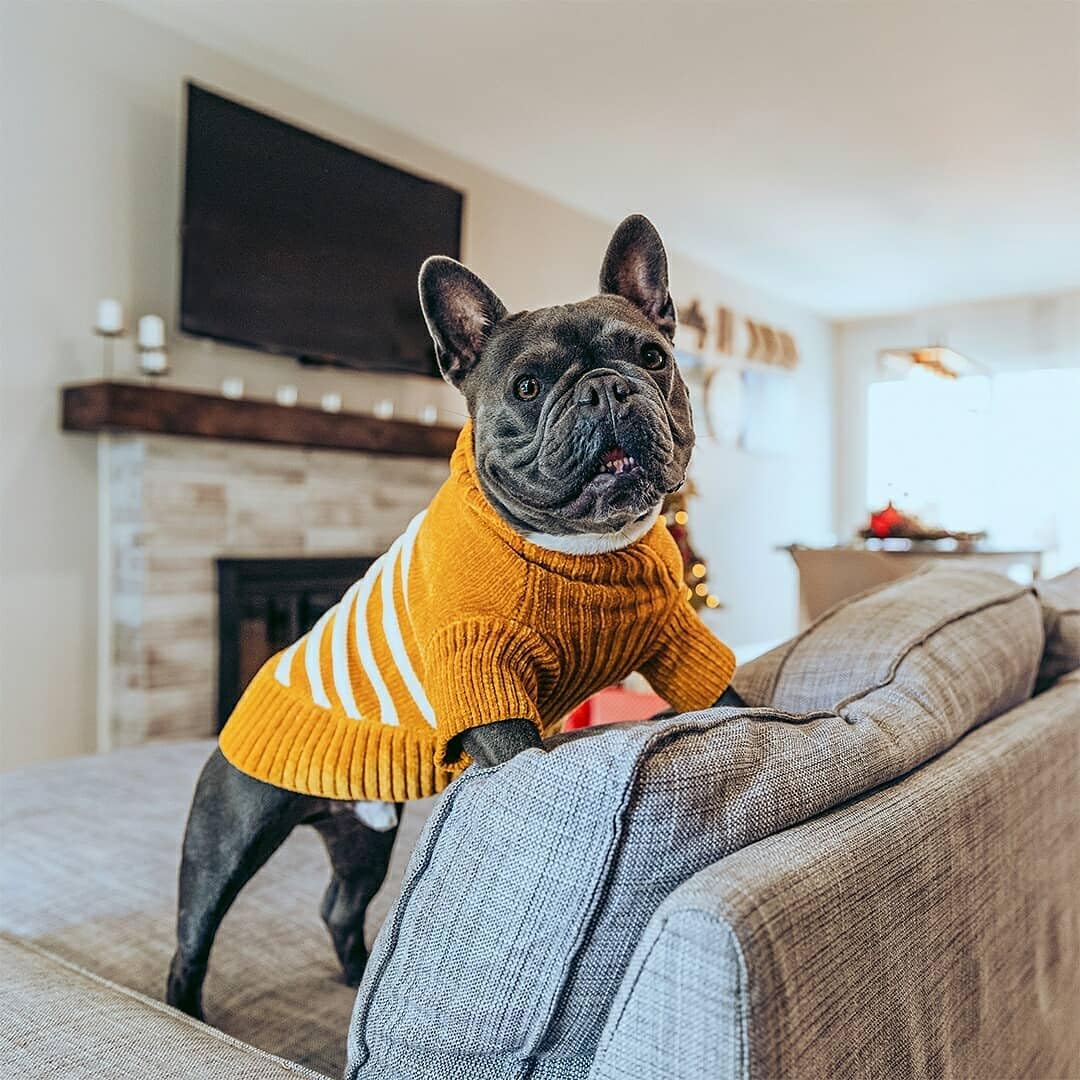 Cozy Soft Chenille Classy Striped Dog Sweater in Mustard (14 inch / Mustard)