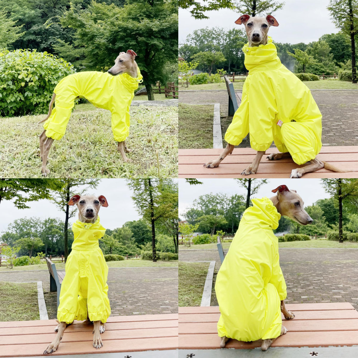 D Doggy Star Italian Greyhound Raincoat Waterproof Jacket Windbreaker Clothes Whippet for Dog (2XL / Raincoat Yellow)