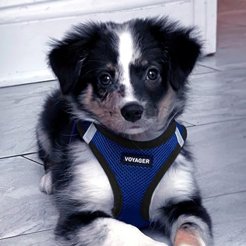 Voyager Step in Air All Weather Mesh Harness and Reflective Dog 5ft Leash Combo with Neoprene Handle