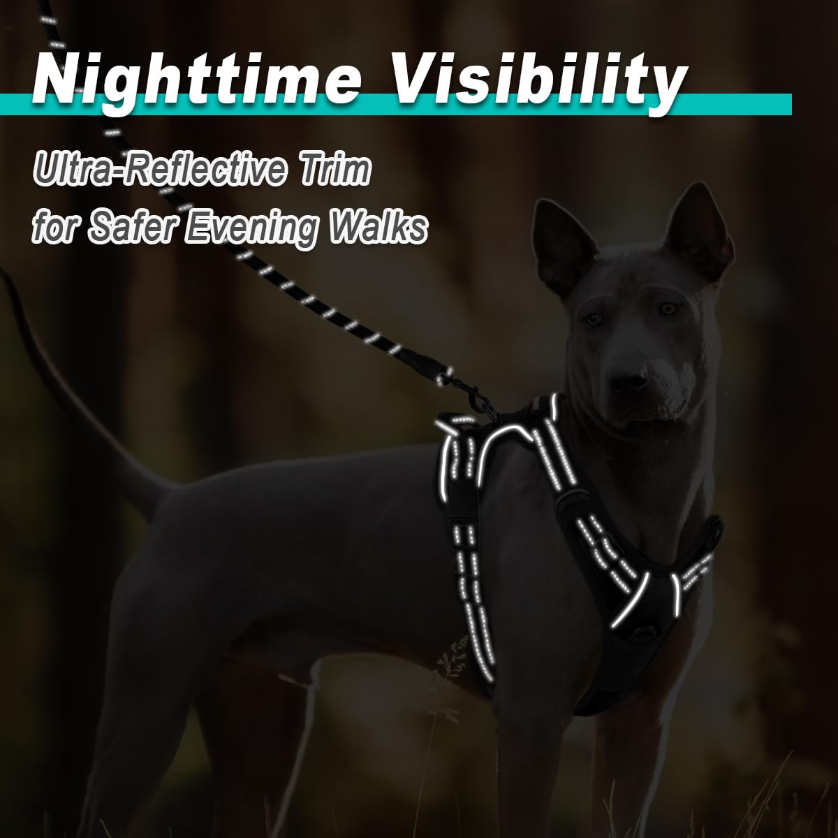 Dog Harness for Medium Sized Dog No Pull 2 Leash Clips Dog Vest (Black / Medium)