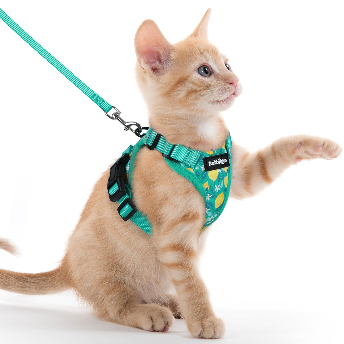 Cat Harness and Leash Set (Xxs / Lemon Grove)