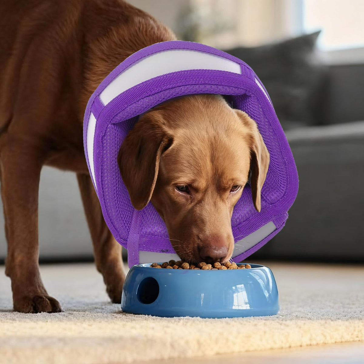Soft Dog Cone Collar to Stop Licking (Purple / Small)