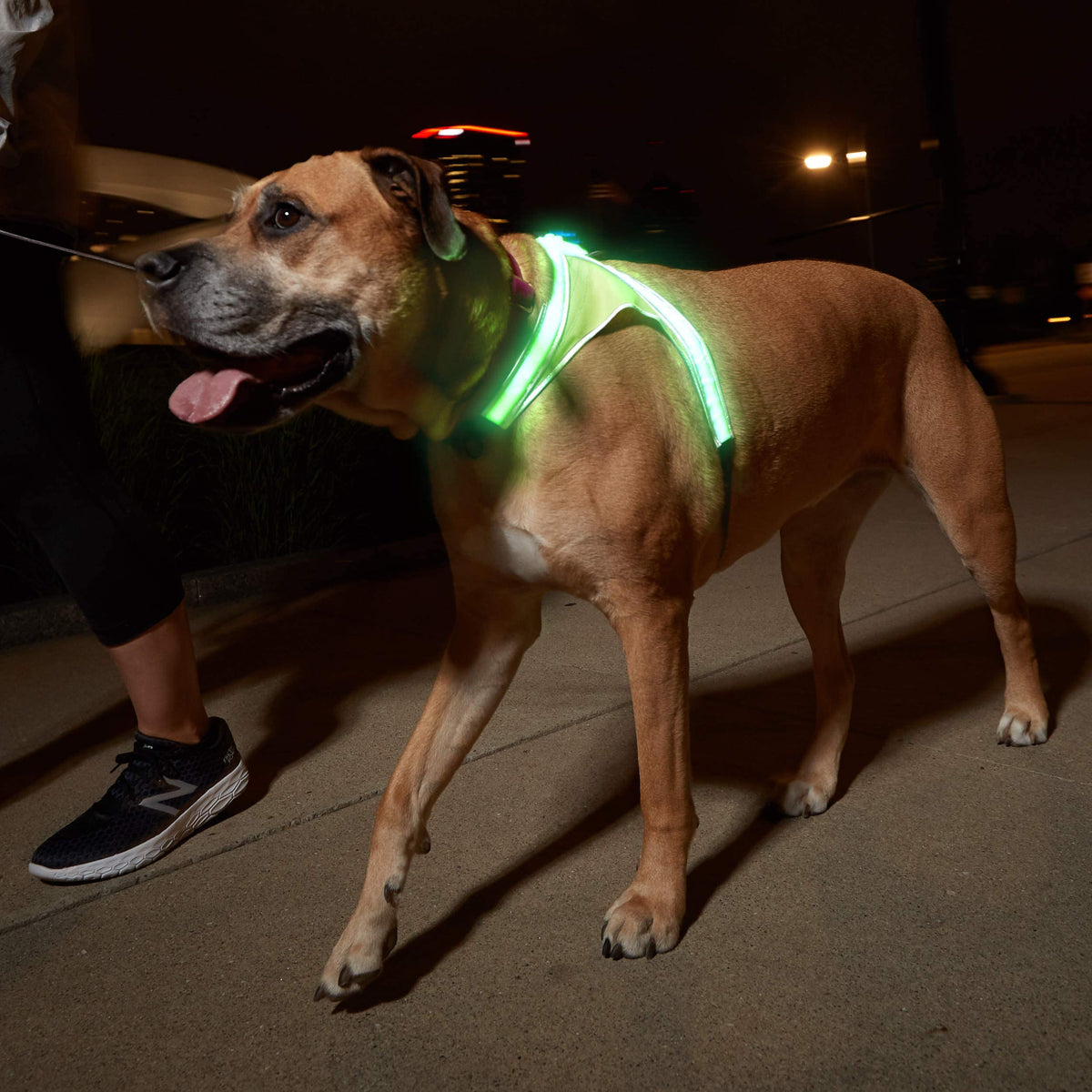 LightHound Light Up Reflective Dog Harness (X-Large)