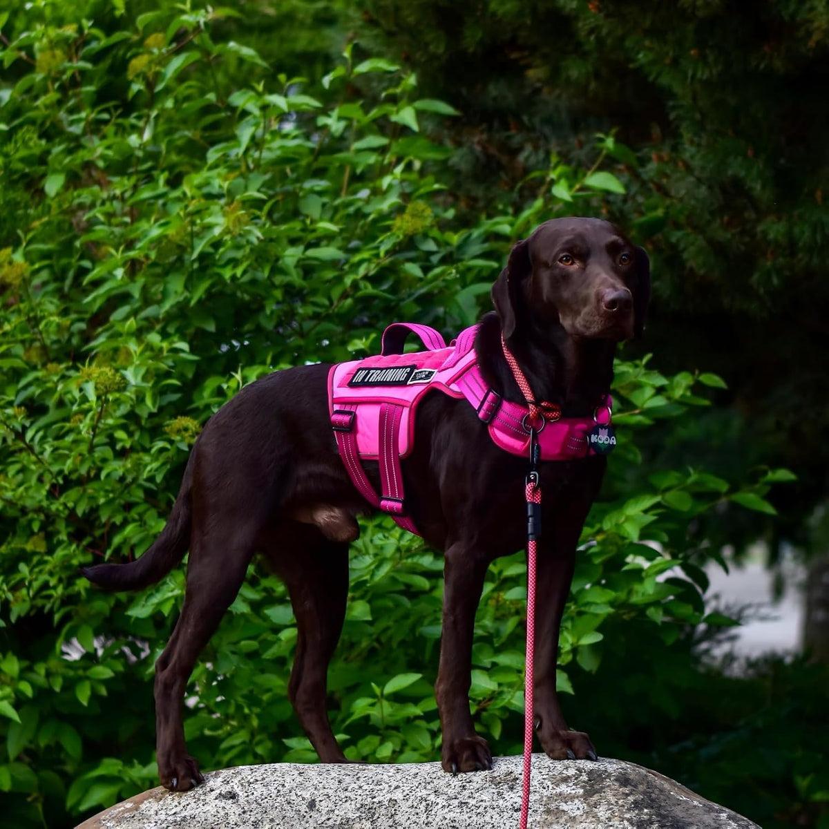 Dog Harness for Large Dogs (Pink / XL(Neck:21-32",Chest:26-39"),75-135 lbs)