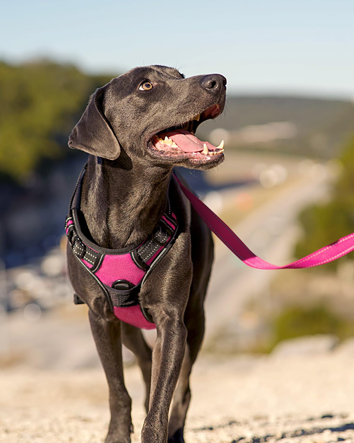 No Pull Dog Harness for Large Dogs (Large / Hotpink)