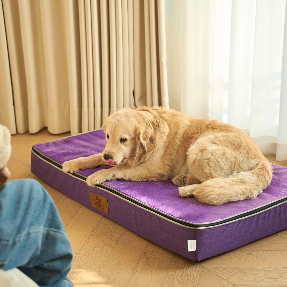 Orthopedic Memory Foam XXL Dog Bed (48.0"L x 30.0"W x 6.0"Th / Purple)