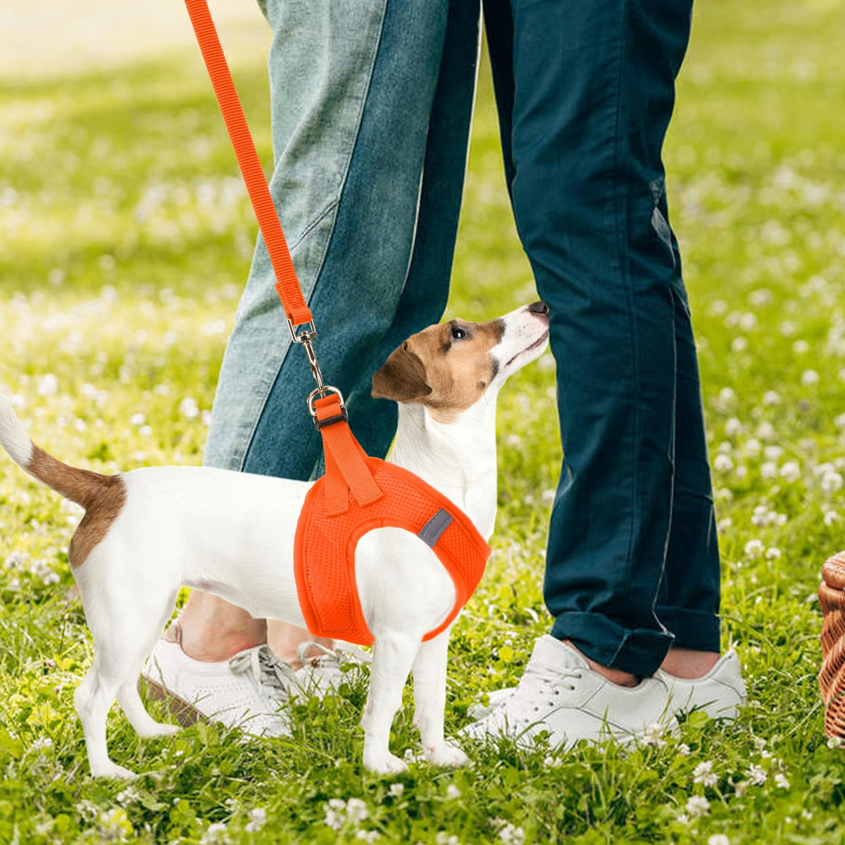 Dog Harness Collar and Leash Set No Pull for Small Medium Sized (Solid Orange / M (CHEST 16"-18"))