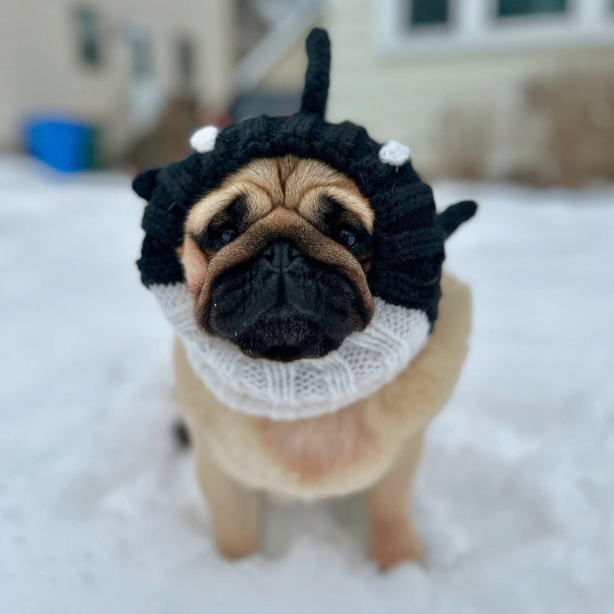 Orca Costume Warm Knit Dog Snood Wrap for Pets (Small / Orca)