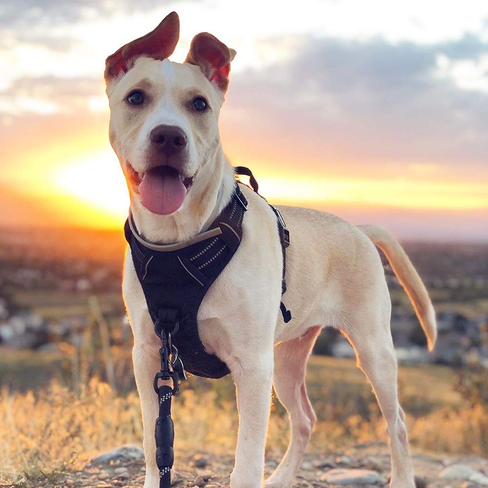 Dog Harness No Pull for Large Dogs with 2 Leash Clips (Large / Black)