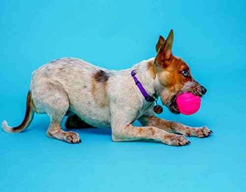 Dura Play Bacon Scented Squeak Ball Dog Toy for Small Breeds (Small Ball / 3 Count)